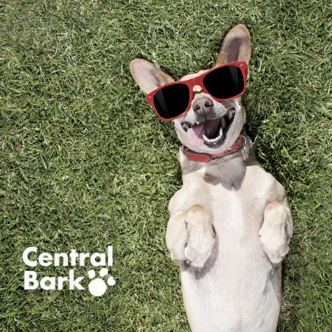 Central Bark
